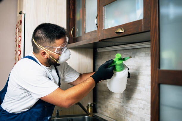 Best Mosquito Control Services  in Braham, MN