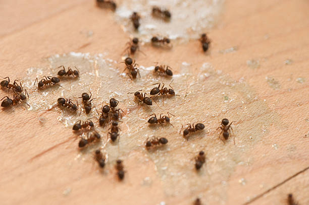 Best Wasp Removal Services  in Braham, MN